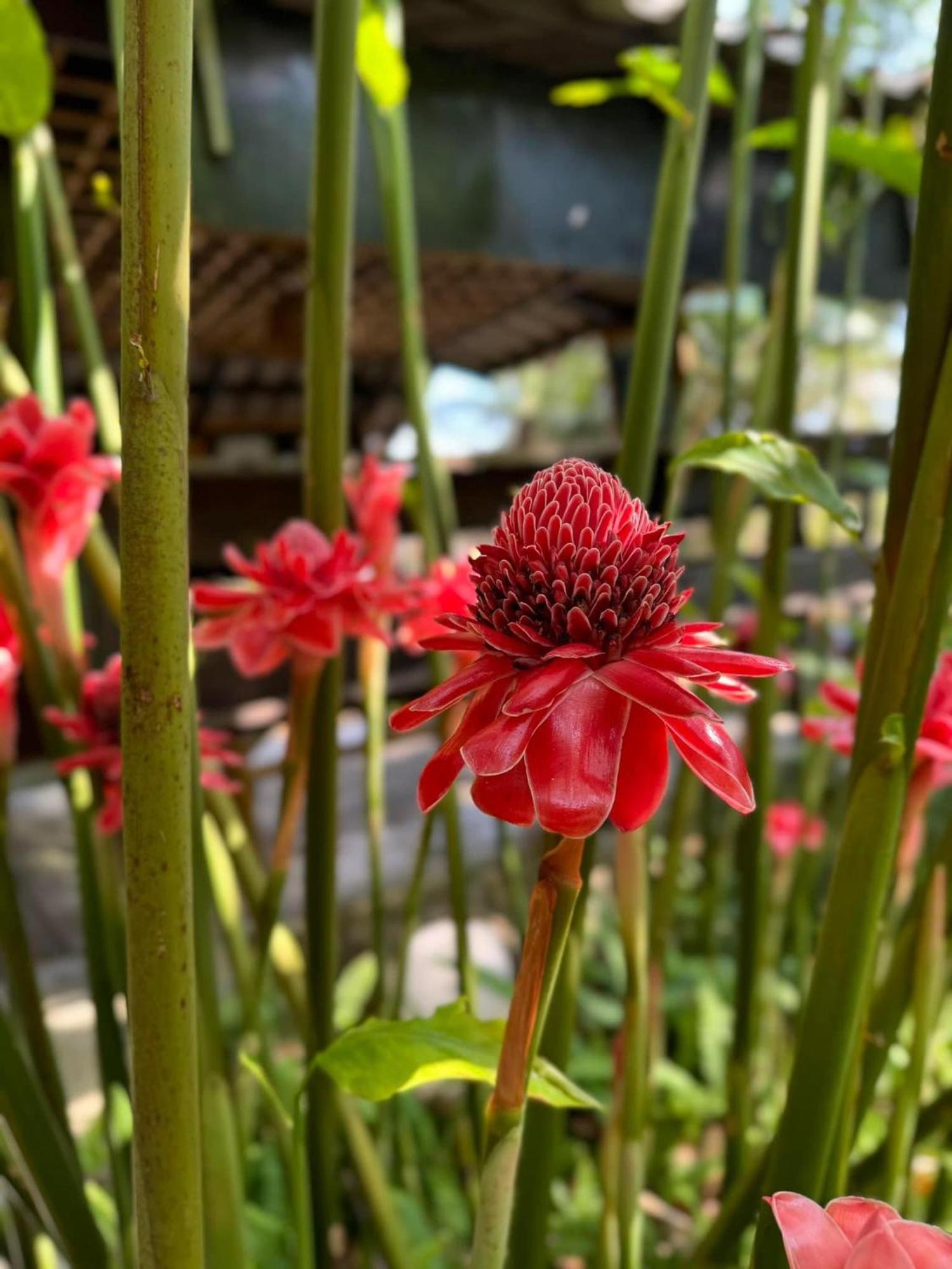 Greenheart Garden View Camp Phuket Kata Exterior foto