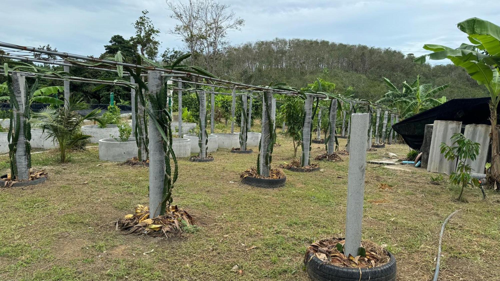 Greenheart Garden View Camp Phuket Kata Exterior foto